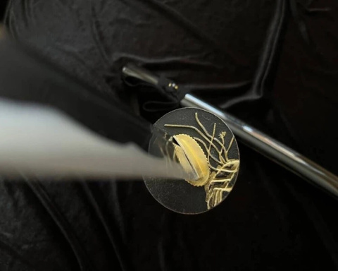Katana japońska premium - ostra, stal węglowa 1045 (ukiyo-japan.pl) Katana japońska premium - ostra, stal węglowa 1045 (ukiyo-japan.pl)